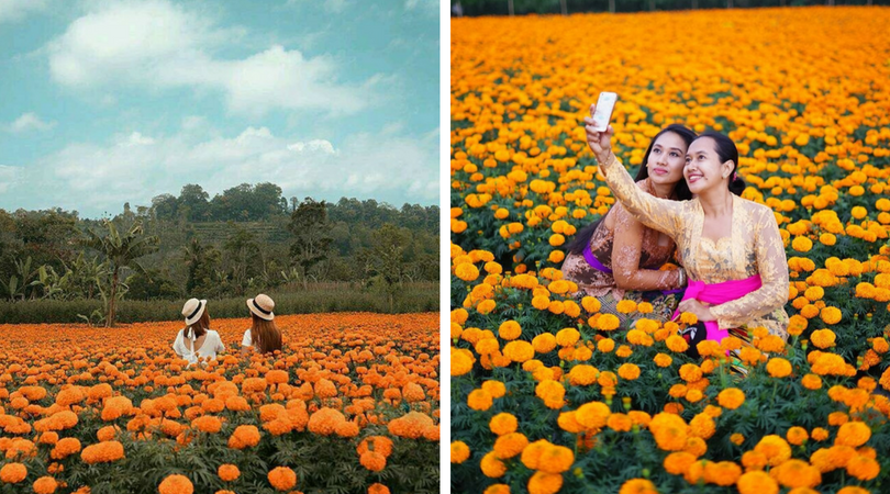 Gemitir Garden, Taman Bunga Marigold yang Instagramable di Bali. Jadi Pengen ke Bali Lagi Nih!