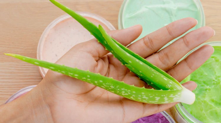 Aloe Vera Disebut-sebut Ampuh Atasi Sunburn. Fakta atau Hanya Sebatas Sugesti Saja?