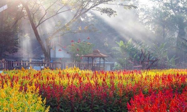 Taman Ramadanu Magelang, Destinasi Wisata Bunga Kekinian yang Bikin Enggan Pulang