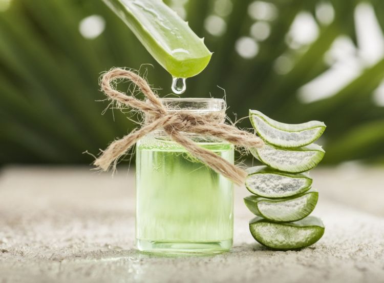 Aloe Vera Disebut-sebut Ampuh Atasi Sunburn. Fakta atau Hanya Sebatas Sugesti Saja?