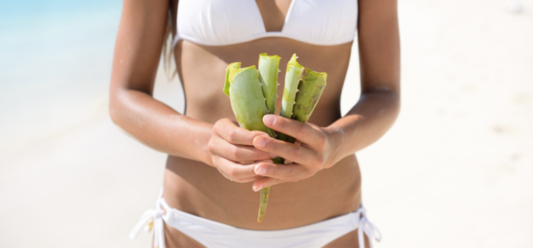 Aloe Vera Disebut-sebut Ampuh Atasi Sunburn. Fakta atau Hanya Sebatas Sugesti Saja?