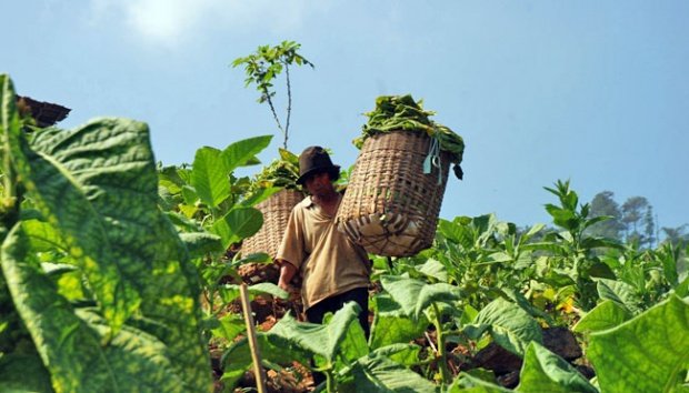 4 Penyebab Harga Rokok di Indonesia Murah. Pantesan Pada Khawatir dan Serukan #RokokHarusMahal