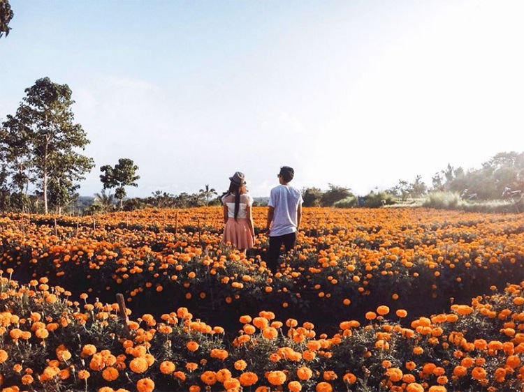 Gemitir Garden, Taman Bunga Marigold yang Instagramable di Bali. Jadi Pengen ke Bali Lagi Nih!