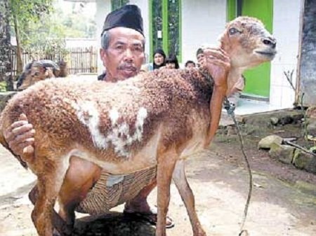 Selain Daging Kurban, 10 Lafaz Allah Juga Pernah Ditemukan oleh Masyarakat dalam Berbagai Bentuk