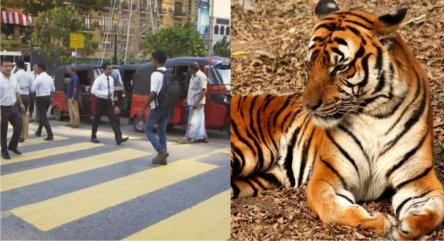 Bukan Zebra dan Pelican Cross Aja, Ini 7 Jenis Penyebrangan Jalan Lain. Uniknya Semua Nama Hewan Lho