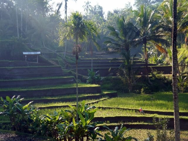 wisata ubud