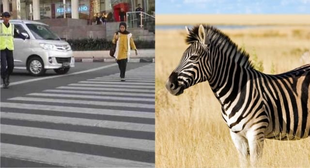 Bukan Zebra dan Pelican Cross Aja, Ini 7 Jenis Penyebrangan Jalan Lain. Uniknya Semua Nama Hewan Lho