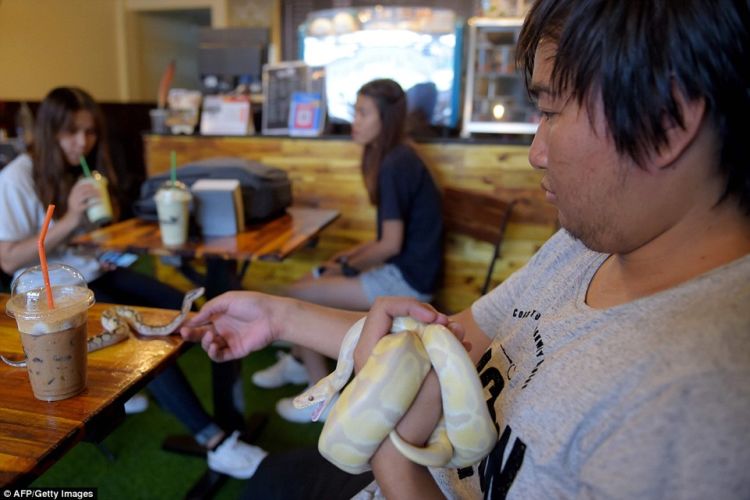 Kafe Reptil, di Kafe Ini Kamu Bisa Selfie dengan Ular dan Iguana. Wah Ngeri-ngeri Sedap ya!