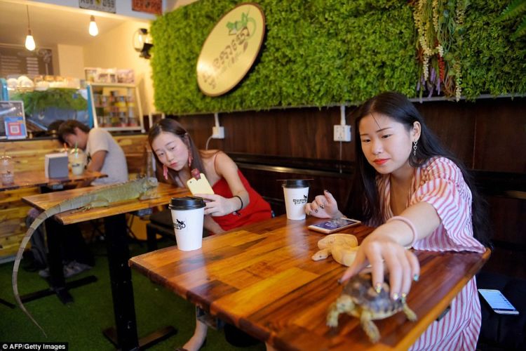 Kafe Reptil, di Kafe Ini Kamu Bisa Selfie dengan Ular dan Iguana. Wah Ngeri-ngeri Sedap ya!