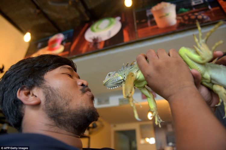 Kafe Reptil, di Kafe Ini Kamu Bisa Selfie dengan Ular dan Iguana. Wah Ngeri-ngeri Sedap ya!