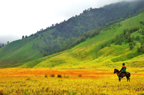 Destinasi Wisata yang Terbakar Kembali Bertambah. Terbaru, Bukit Teletubbies di Bromo Juga Gosong!