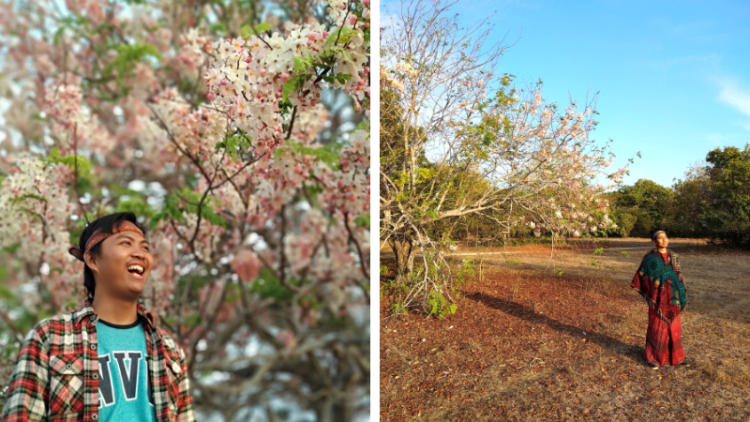 Bunga Sakura Tengah Mekar di Pulau Sumba. Nggak Usah Jauh-jauh ke Jepang Buat Lihat Sakura!