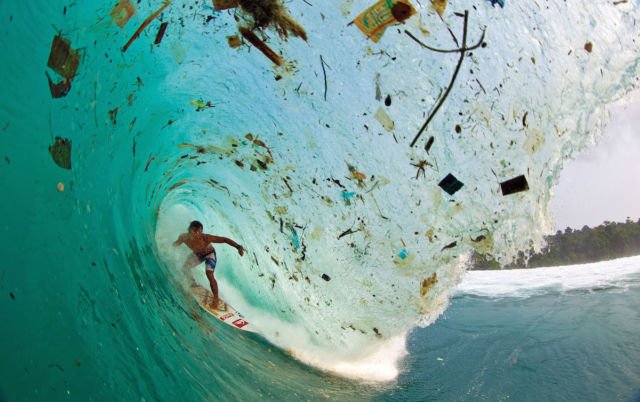 4 Hewan Pemakan Plastik, Mungkin Bisa Jadi Solusi Buat Mengurangi Sampah Plastik di Dunia