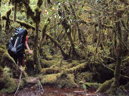 jalur menuju puncak Balease