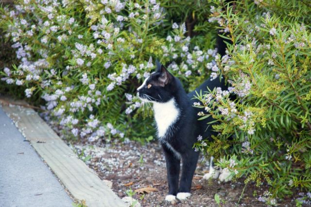 Keberadaan Kucing di Kota Ini Bakal Dilarang Selamanya. Katanya Buat Melindungi Spesies Lain