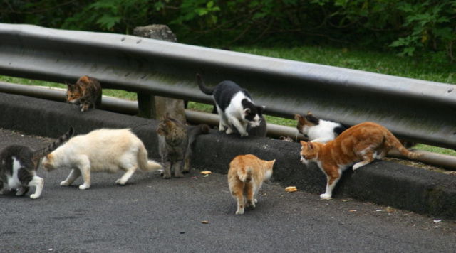 Keberadaan Kucing di Kota Ini Bakal Dilarang Selamanya. Katanya Buat Melindungi Spesies Lain