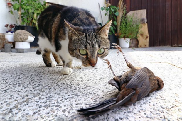 Keberadaan Kucing di Kota Ini Bakal Dilarang Selamanya. Katanya Buat Melindungi Spesies Lain