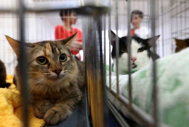 Keberadaan Kucing di Kota Ini Bakal Dilarang Selamanya. Katanya Buat Melindungi Spesies Lain