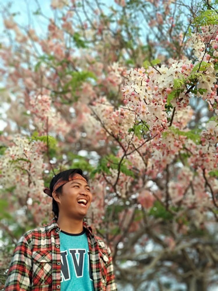 Bunga Sakura Tengah Mekar di Pulau Sumba. Nggak Usah Jauh-jauh ke Jepang Buat Lihat Sakura!