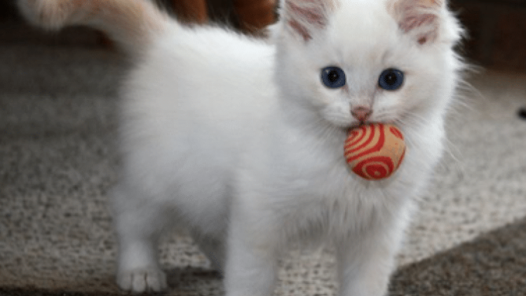 Animal Day : Merawat Hewan Peliharaanmu dengan Baik