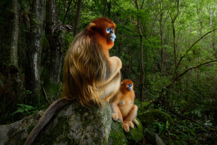 Kompetisi Wildlife Photographer of The Year 2018 Sudah Menemukan Pemenangnya. Mana Foto Favoritmu?