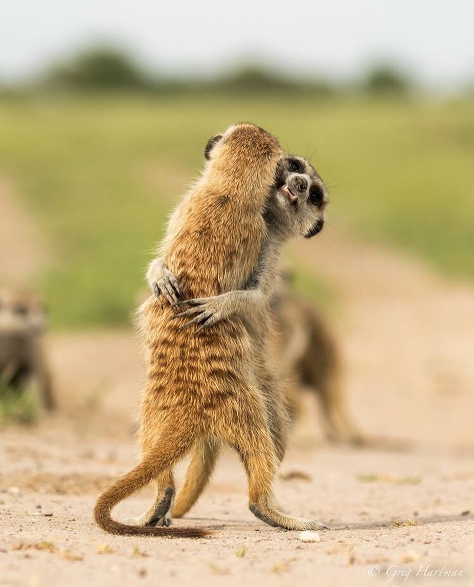 13 Potret Hewan ini Seolah Lagi Pamer Kemesraan. Bikin Gemes, Tapi Jangan Sampe Baper, Ya! :)