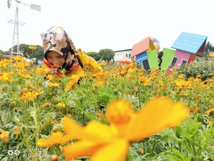 Taman Celosia Bandungan, Destinasi Warna-Warni di Semarang yang Memanjakan Mata!