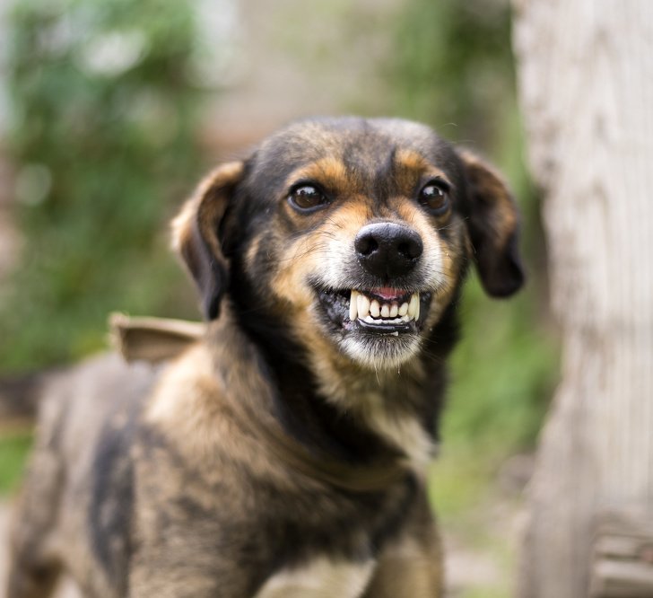 8 Gestur Anjing yang Menandakan Sebuah Kode. Perlu Tahu nih, Biar Bisa Komunikasi sama Peliharaanmu