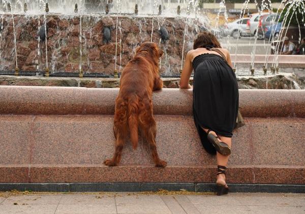 Petuah Kalau Kamu Memiliki Seekor Anjing