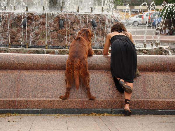 Petuah Kalau Kamu Memiliki Seekor Anjing