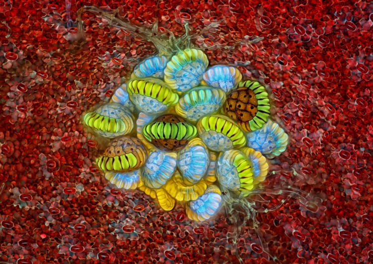 10 Foto Pemenang Kompetisi Foto Mikro 'Nikon Small World 2018'. Menakjubkan dan Berkualitas Juara!