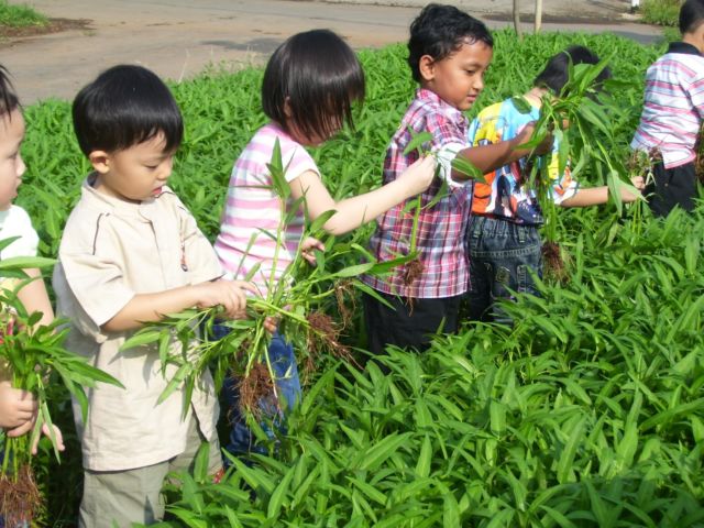 Pembangunan pertanian