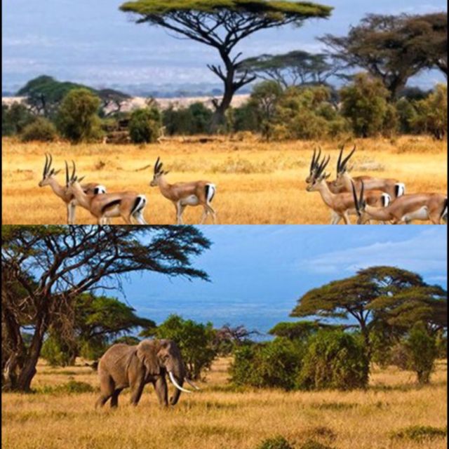 Taman Nasional Baluran & Amboseli National Park