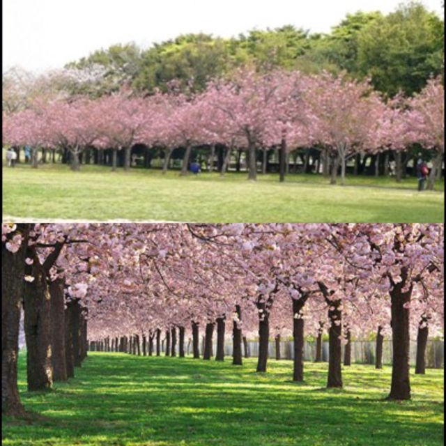 taman sakura cibodas