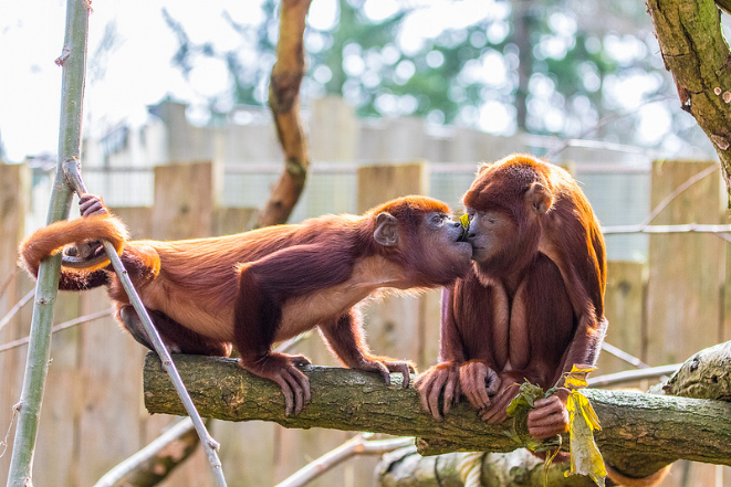 13 Potret Hewan ini Seolah Lagi Pamer Kemesraan. Bikin Gemes, Tapi Jangan Sampe Baper, Ya! :)