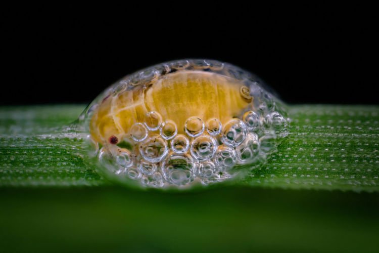 10 Foto Pemenang Kompetisi Foto Mikro 'Nikon Small World 2018'. Menakjubkan dan Berkualitas Juara!