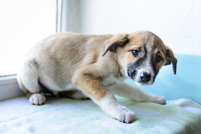 8 Gestur Anjing yang Menandakan Sebuah Kode. Perlu Tahu nih, Biar Bisa Komunikasi sama Peliharaanmu