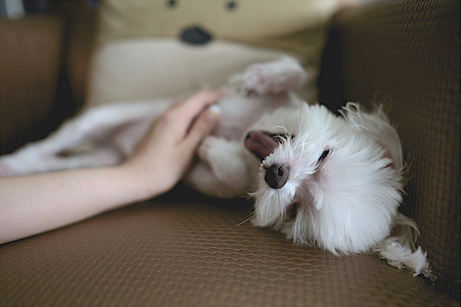 8 Gestur Anjing yang Menandakan Sebuah Kode. Perlu Tahu nih, Biar Bisa Komunikasi sama Peliharaanmu