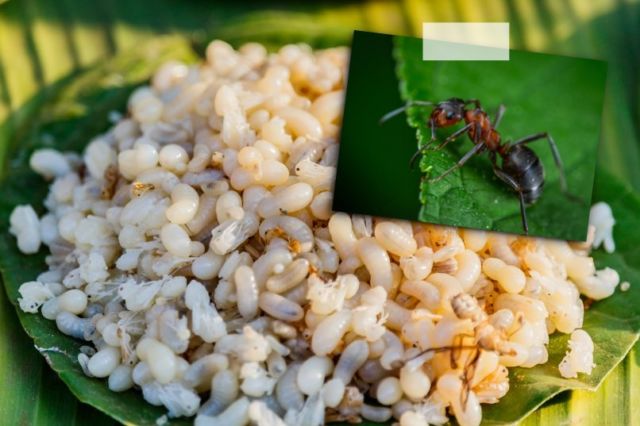 Selain Telur Ayam, 8 Telur Hewan Ini Juga Bisa Dimakan. Mungkin Nggak Pernah Kepikiran Aja