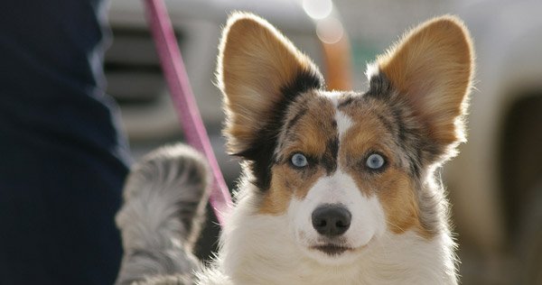 8 Gestur Anjing yang Menandakan Sebuah Kode. Perlu Tahu nih, Biar Bisa Komunikasi sama Peliharaanmu