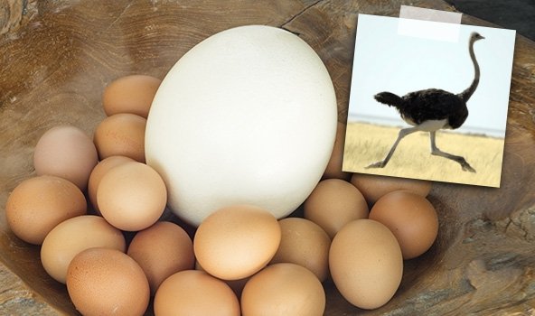 Selain Telur Ayam, 8 Telur Hewan Ini Juga Bisa Dimakan. Mungkin Nggak Pernah Kepikiran Aja