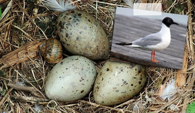 Selain Telur Ayam, 8 Telur Hewan Ini Juga Bisa Dimakan. Mungkin Nggak Pernah Kepikiran Aja