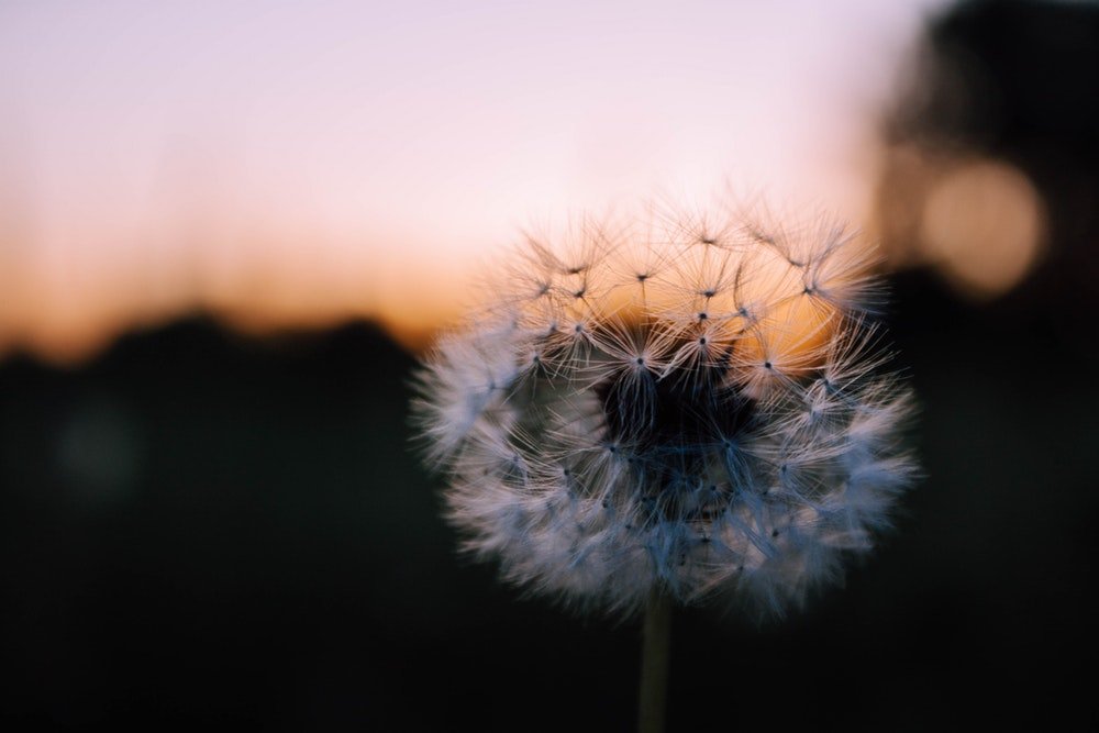 #PuisiHipwee; Namaku Dandelion dan Diriku yang Merindu Sosokmu