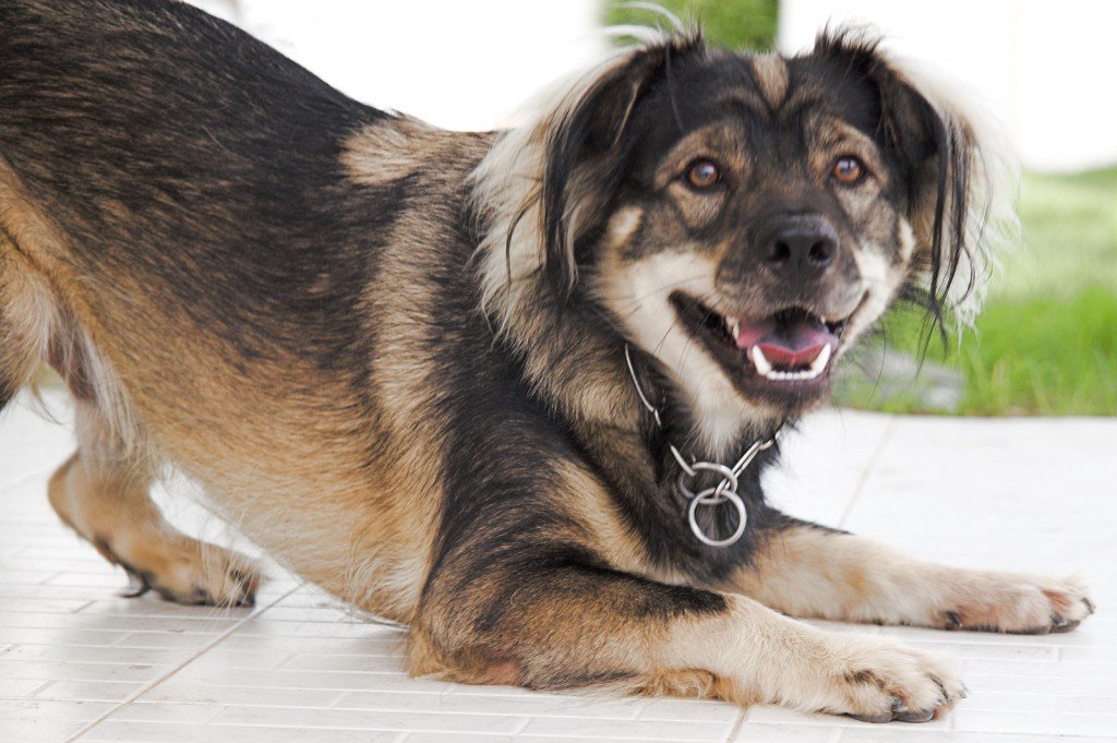 8 Gestur Anjing yang Menandakan Sebuah Kode. Perlu Tahu nih, Biar Bisa Komunikasi sama Peliharaanmu