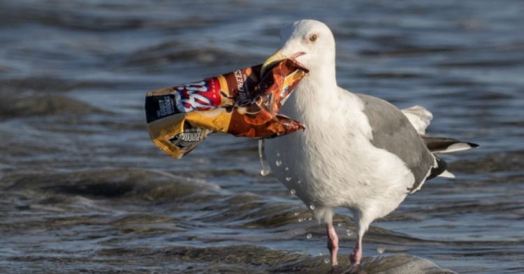 Bisakah Kamu Hidup Tanpa Benda-Benda Ini? 7 Produk Plastik Ini Mulai Dilarang di Mana-mana Lho