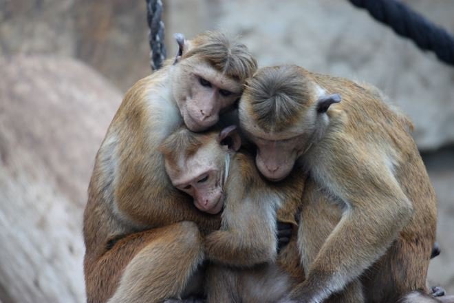 13 Potret Hewan ini Seolah Lagi Pamer Kemesraan. Bikin Gemes, Tapi Jangan Sampe Baper, Ya! :)