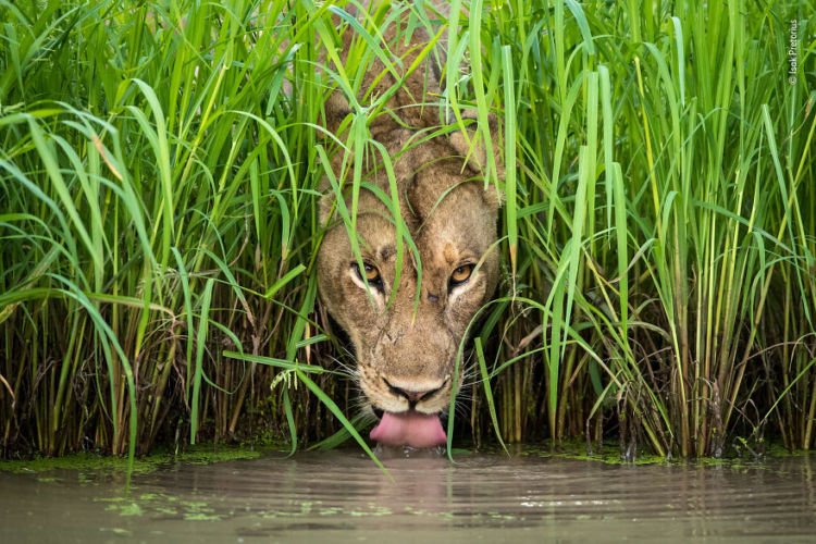 Kompetisi Wildlife Photographer of The Year 2018 Sudah Menemukan Pemenangnya. Mana Foto Favoritmu?