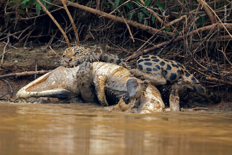 Kompetisi Wildlife Photographer of The Year 2018 Sudah Menemukan Pemenangnya. Mana Foto Favoritmu?