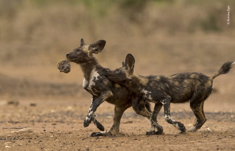 Kompetisi Wildlife Photographer of The Year 2018 Sudah Menemukan Pemenangnya. Mana Foto Favoritmu?