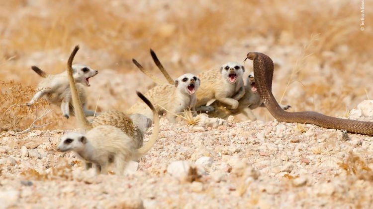 Kompetisi Wildlife Photographer of The Year 2018 Sudah Menemukan Pemenangnya. Mana Foto Favoritmu?